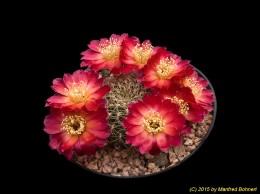 Sulcorebutia vasqueziana ssp. losenickyana 1903